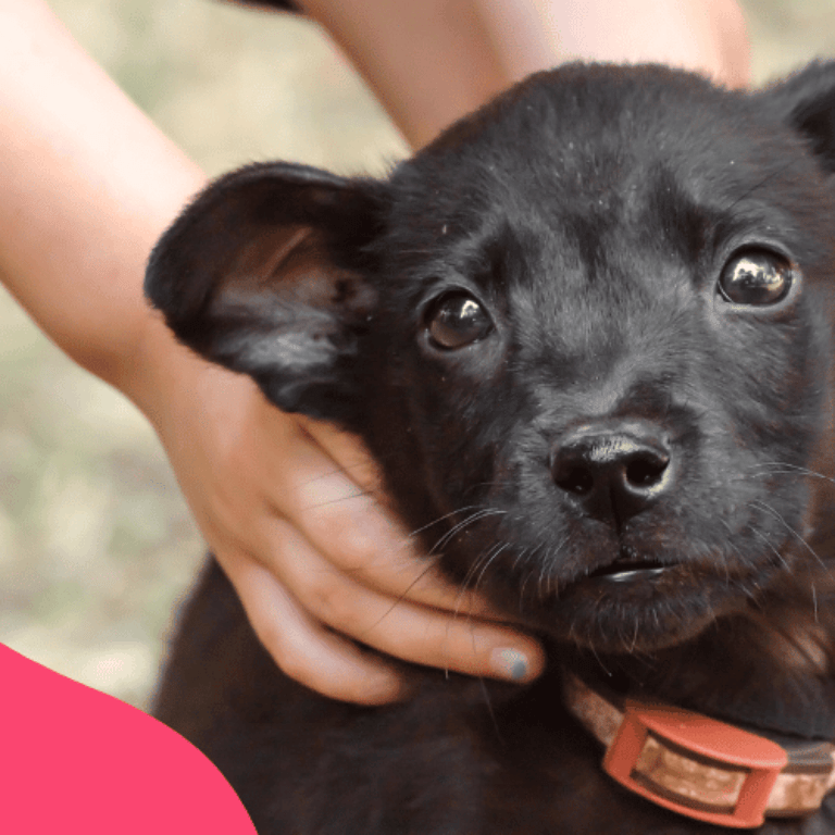 Preparing for In-Home Pet Euthanasia