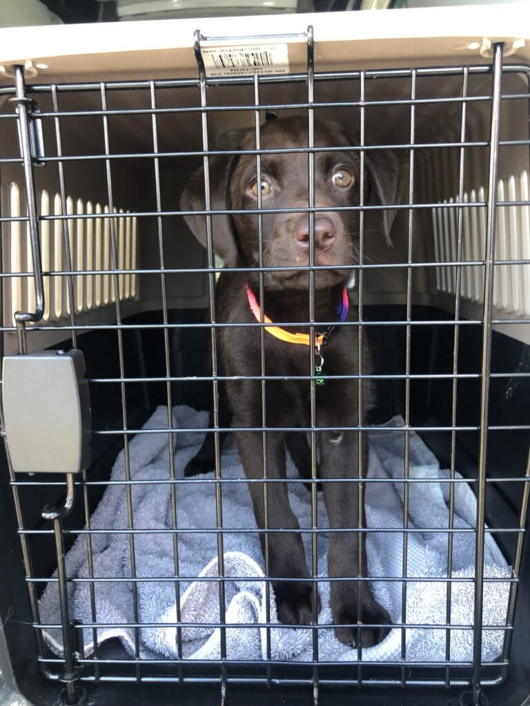 Barky Supplies Expert Tips MSPCA warns of rise in dog euthanasia due to drop in adoptions Valentina is expected to undergo surgery on February 17 credit MSPCA An. rotated Barky Supplies Expert Tips