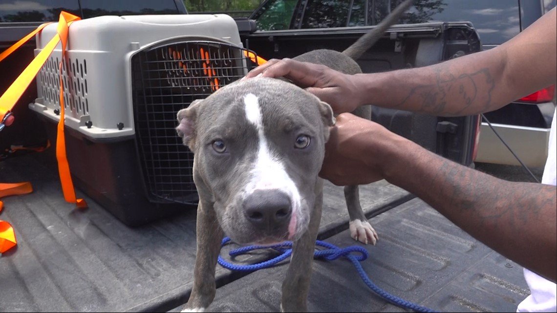 Barky Supplies Expert Tips What do you do with a stray dog in Bexar County? bd0b0c3b e612 4324 8c5d Barky Supplies Expert Tips