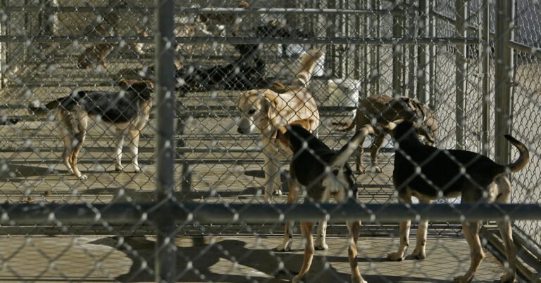 Barky Supplies Expert Tips Animal shelter volunteer awarded almost $7 million after dog nearly tears her arm off: "Truth was on our side" gettyimages 563980711 Barky Supplies Expert Tips