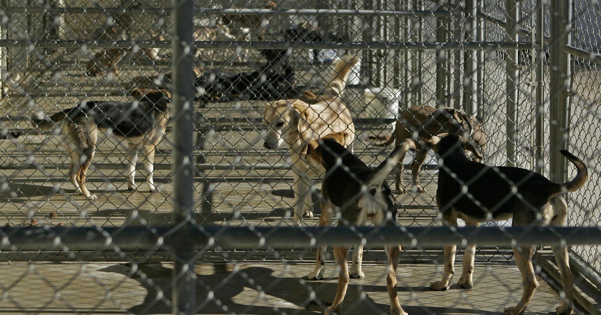 Barky Supplies Expert Tips Animal shelter volunteer awarded almost $7 million after dog nearly tears her arm off: "Truth was on our side" gettyimages 563980711 Barky Supplies Expert Tips