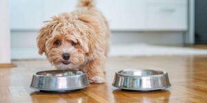 maltipoo eating dog food 2000 Barky Supplies Expert Tips