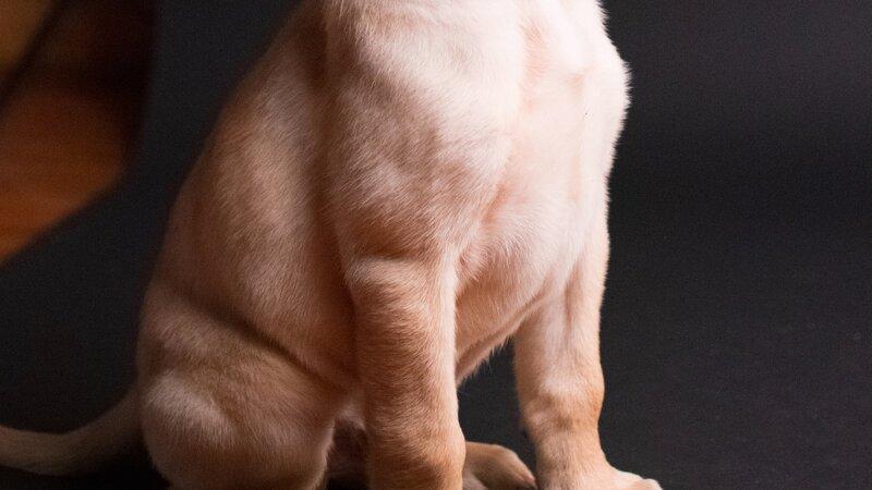 Experience the incredible world of Unconditional Protectors: Extraordinary Dog Breeds! 🌟 Join the community and stay updated with heartwarming stories, training tips, and more. Don't miss out on the adventure! Follow @YourSocialMediaPage and be part of something extraordinary. 🐶🔝