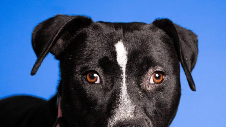 Shelter Dogs: The Moment They Get Adopted