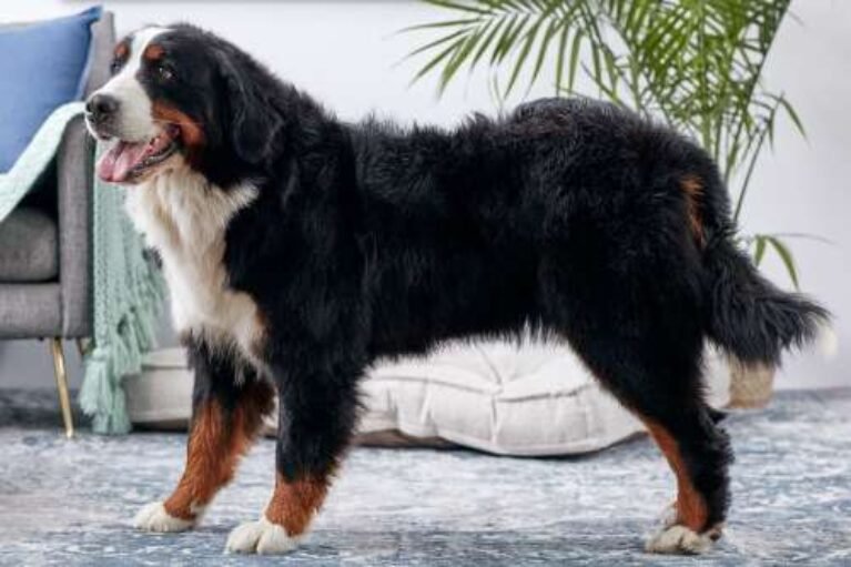 Barky Supplies Expert Tips Should Colorado have a state dog? Survey results favor Bernese mountain dog – The Journal uuid179523ee 9527 5a88 9fe5 bc5732118edefunctionfittypepreview Barky Supplies Expert Tips