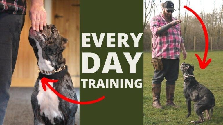 Barky Supplies Expert Tips 5 Dog Training Exercises You Should Do EVERY DAY At Home! 1690147768 maxresdefault Barky Supplies Expert Tips