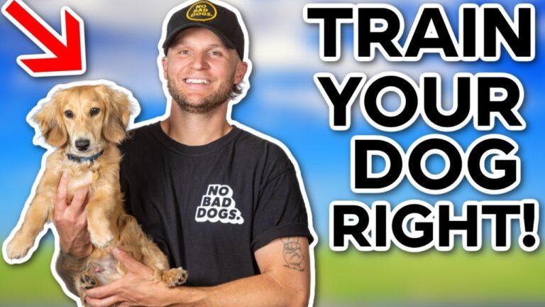 1690147988 maxresdefault Barky Supplies Expert Tips