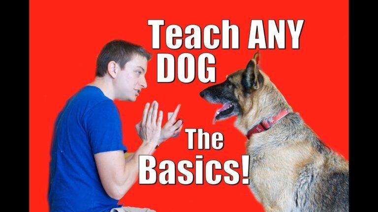 Barky Supplies Expert Tips Essential Commands for Happy Dogs: Master Basics Dog Training, Pet Care, Dog Commands, Obedience Training, Pet Tips