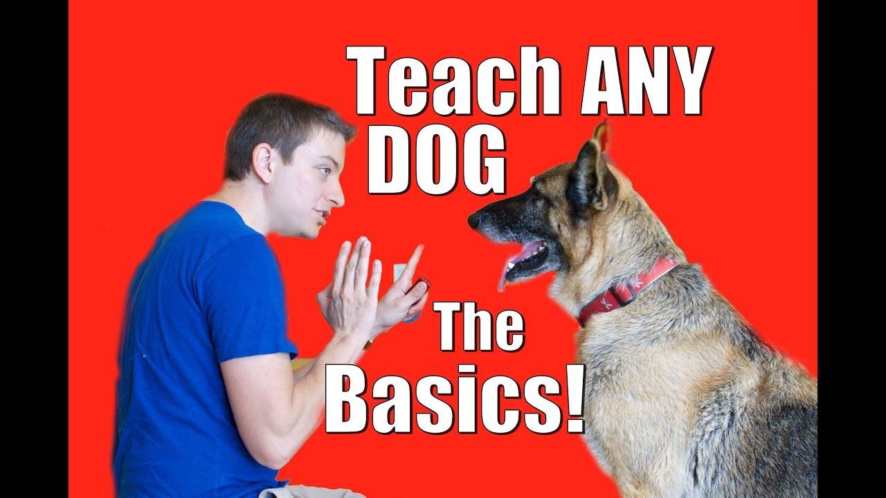 Barky Supplies Expert Tips Essential Commands for Happy Dogs: Master Basics Dog Training, Pet Care, Dog Commands, Obedience Training, Pet Tips