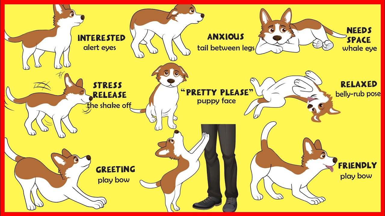 Barky Supplies Expert Tips Dogs' Body Language Explained Barky Supplies Expert Tips
