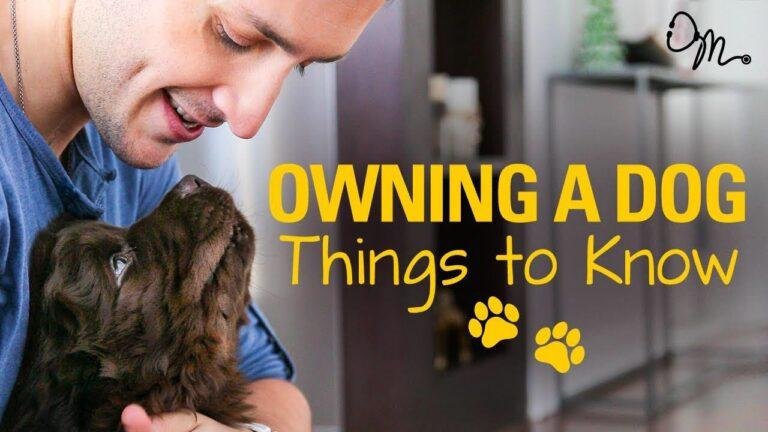 Barky Supplies Expert Tips OWNING A DOG | Things to Know Before Getting a Puppy! | Doctor Mike 1690233421 maxresdefault Barky Supplies Expert Tips