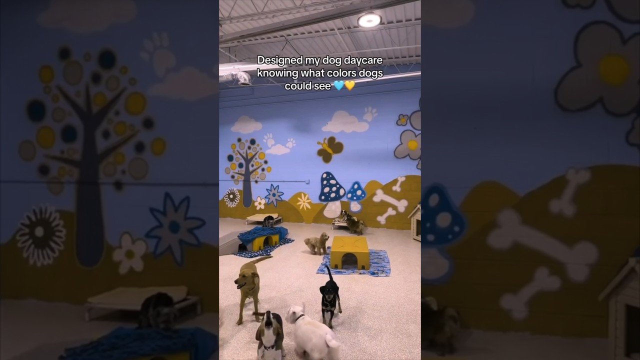 Barky Supplies Expert Tips