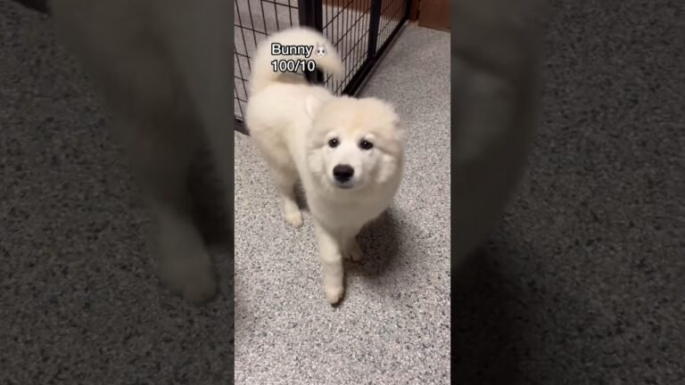 1690341883 maxresdefault Barky Supplies Expert Tips