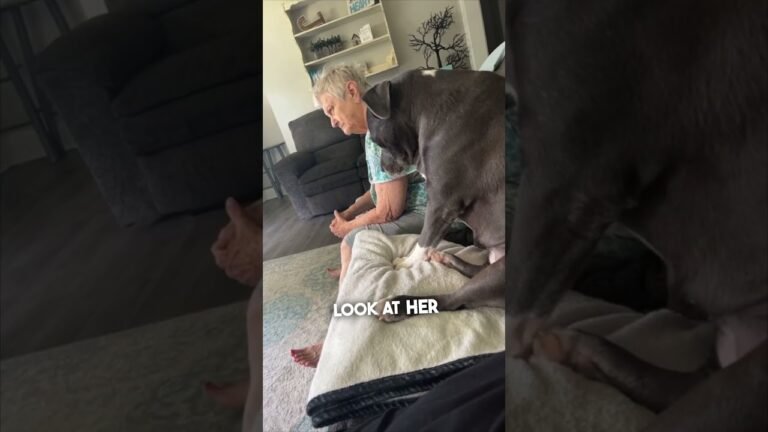 1690414020 maxresdefault Barky Supplies Expert Tips