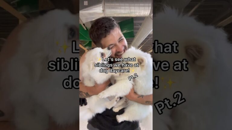 Barky Supplies Expert Tips Exploring Sibling Bonds at Dog Daycare 1690559409 maxresdefault Barky Supplies Expert Tips