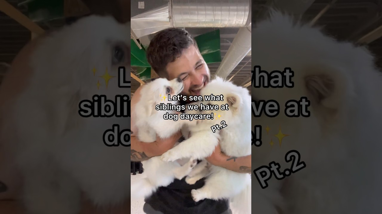 Barky Supplies Expert Tips Exploring Sibling Bonds at Dog Daycare Barky Supplies Expert Tips