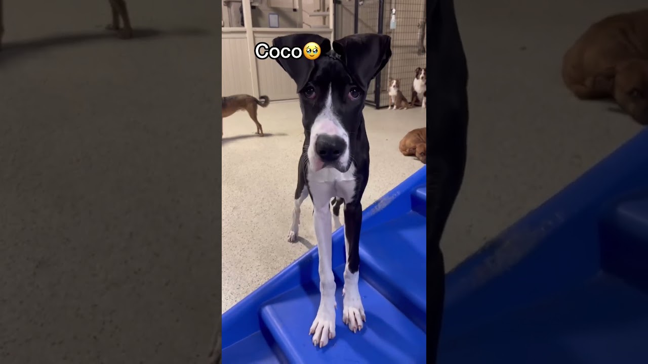 Barky Supplies Expert Tips Dog Daycare Today: Unveiling Canine Comprehension of Their Identity Barky Supplies Expert Tips