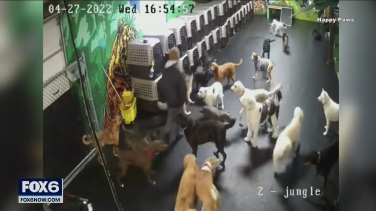 Barky Supplies Expert Tips Milwaukee dog daycare takes heat over social media videos | FOX6 News Milwaukee 1690740204 maxresdefault Barky Supplies Expert Tips