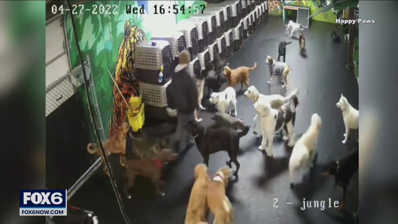 Barky Supplies Expert Tips