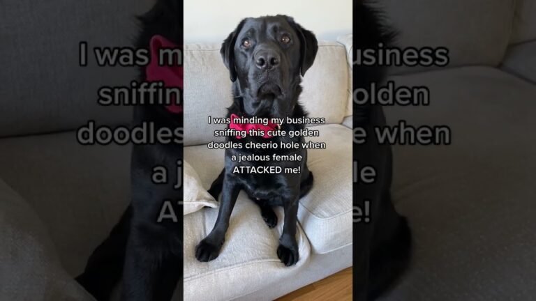 1690776401 maxresdefault Barky Supplies Expert Tips