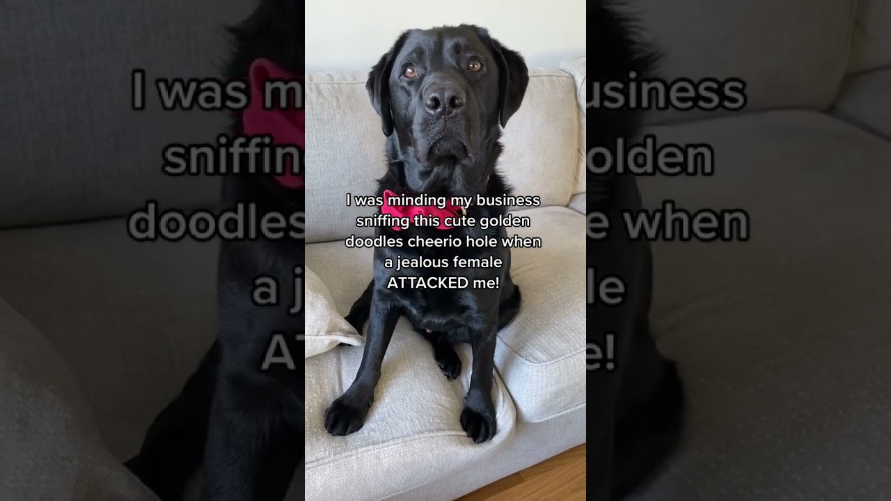 Barky Supplies Expert Tips