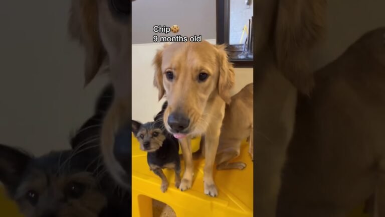 1690884982 maxresdefault Barky Supplies Expert Tips