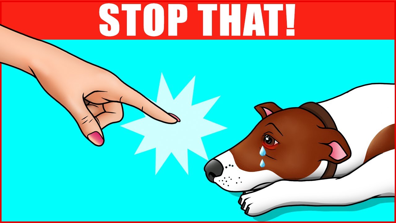 Barky Supplies Expert Tips