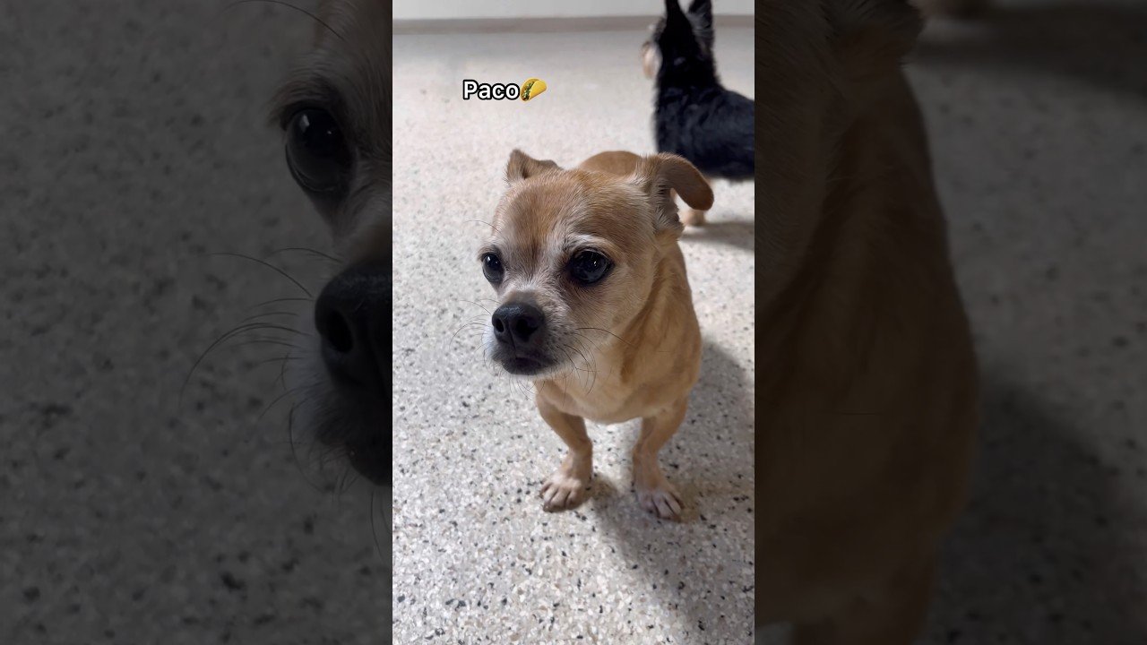 Barky Supplies Expert Tips