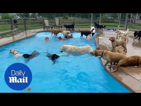 Barky Supplies Expert Tips Thirty-nine dogs jump into a pool at Michigan doggy day care, cuteness ensues 1691318836 hqdefault Barky Supplies Expert Tips