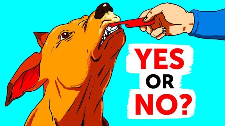 1691427023 maxresdefault Barky Supplies Expert Tips