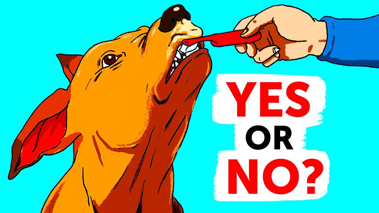 Barky Supplies Expert Tips