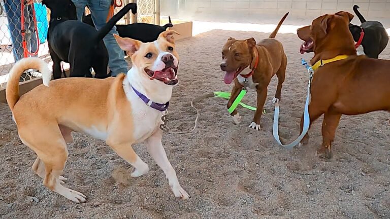 1691752243 maxresdefault Barky Supplies Expert Tips