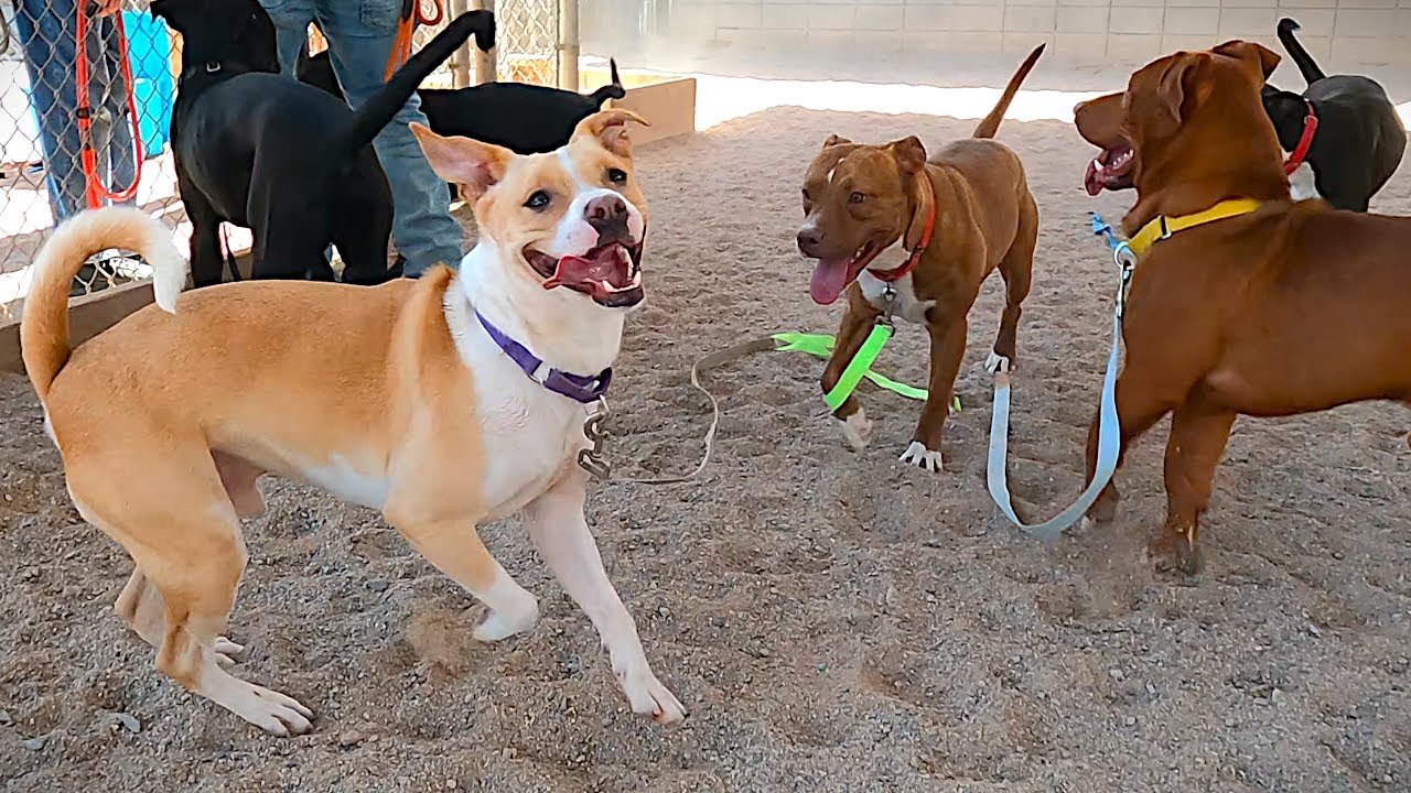 Barky Supplies Expert Tips