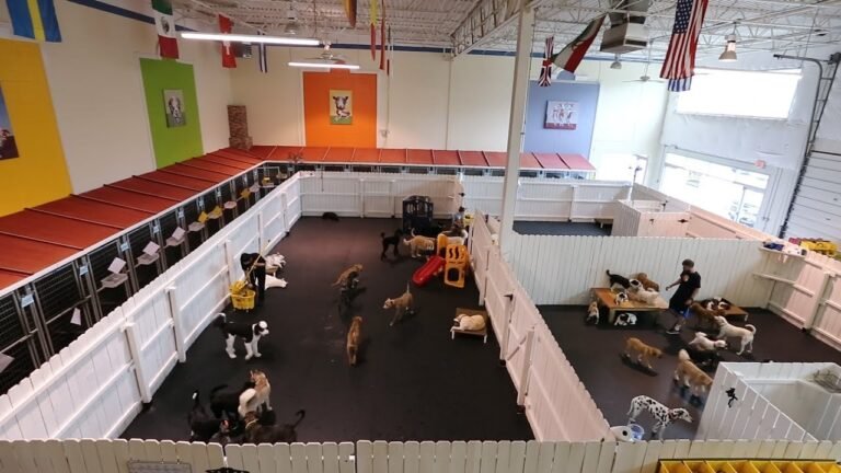 Barky Supplies Expert Tips Healthy Hound Playground Virtual Tour - Northern VA Dog Daycare, Boarding Kennel 1692222116 maxresdefault Barky Supplies Expert Tips