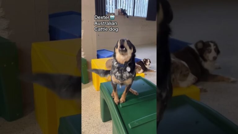 1692294272 maxresdefault Barky Supplies Expert Tips