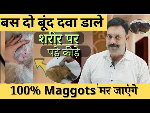 1692330397 hqdefault Barky Supplies Expert Tips