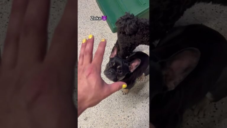 1692474724 maxresdefault Barky Supplies Expert Tips