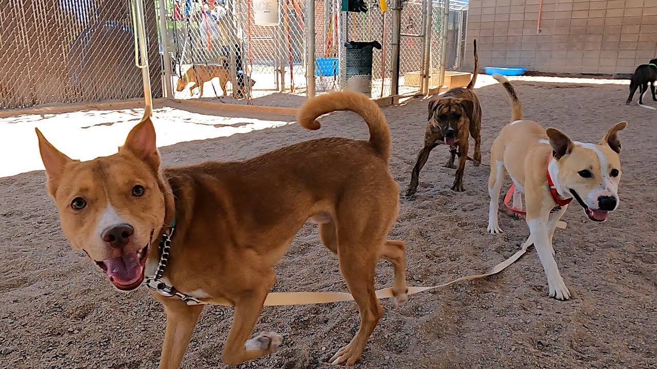 Barky Supplies Expert Tips