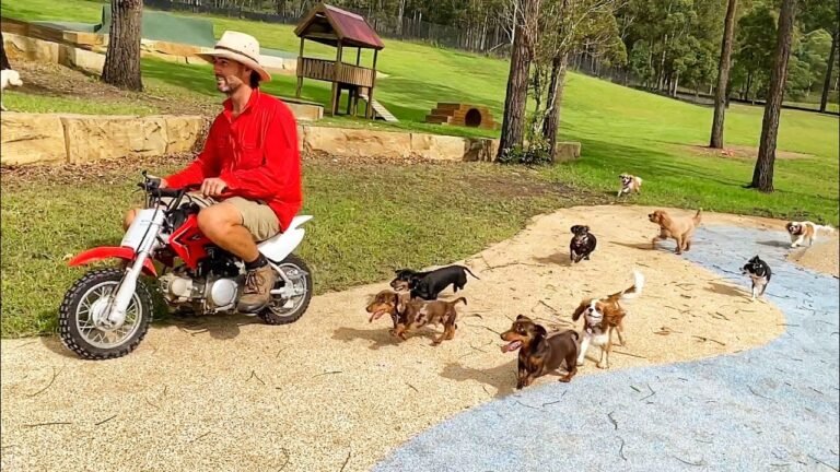 1692583027 maxresdefault Barky Supplies Expert Tips