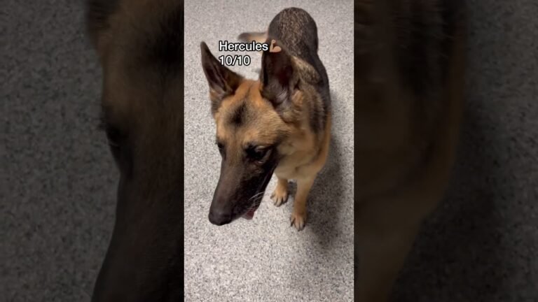 1692908144 maxresdefault Barky Supplies Expert Tips