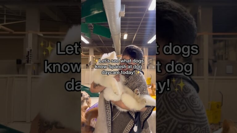 1692980739 maxresdefault Barky Supplies Expert Tips