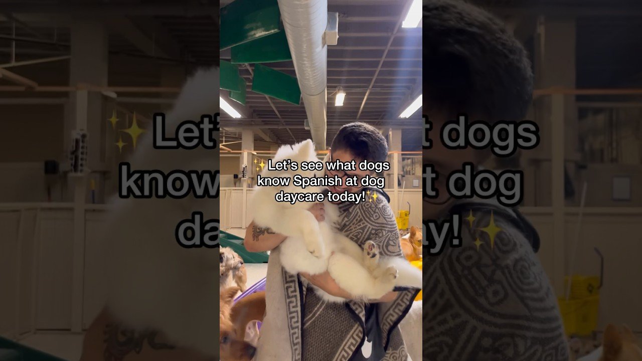 Barky Supplies Expert Tips