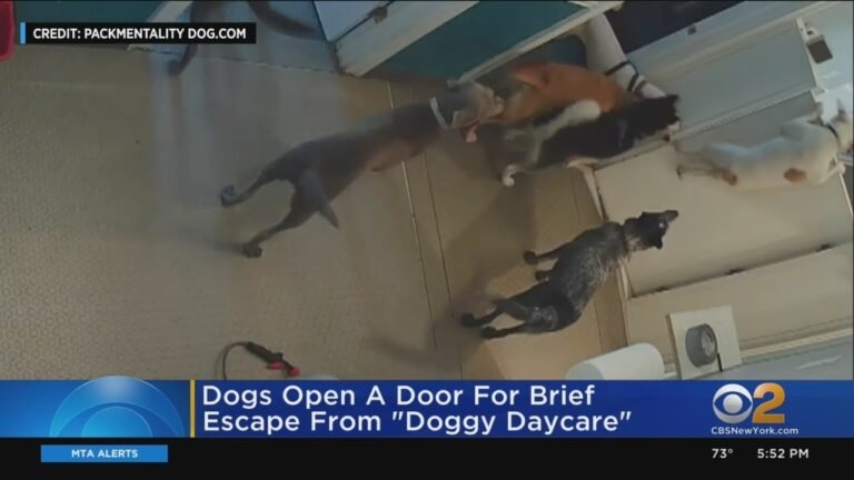 Barky Supplies Expert Tips Dogs Open Door For Brief Escape From Doggy Day Care 1693017153 maxresdefault Barky Supplies Expert Tips
