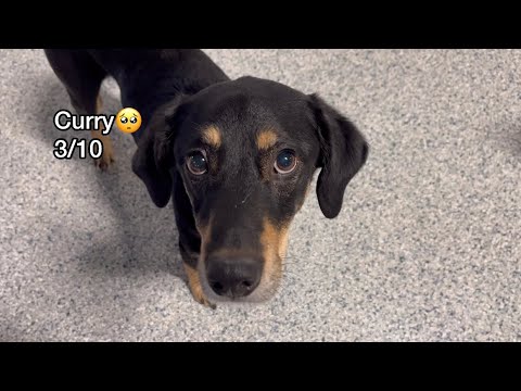 Barky Supplies Expert Tips Let’s see what dogs know how to sit at dog daycare today! (Extended version) 1693053469 hqdefault Barky Supplies Expert Tips