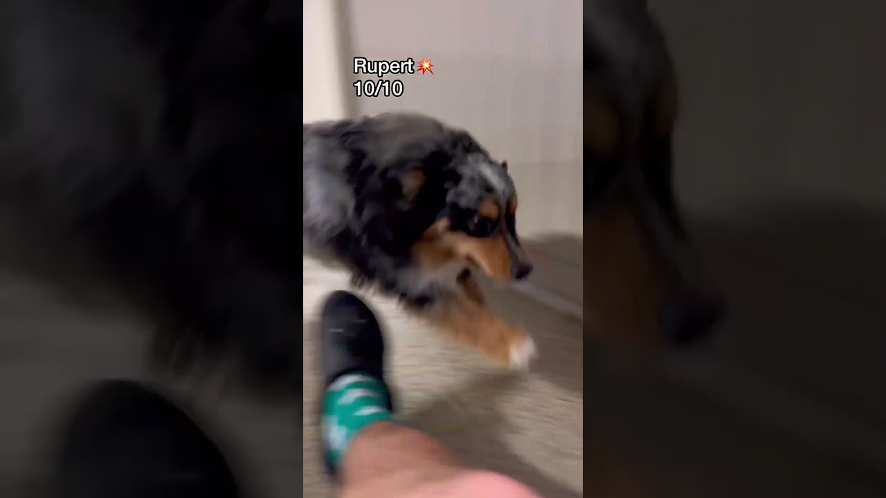 Barky Supplies Expert Tips