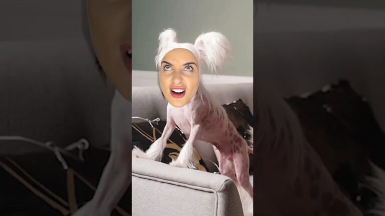 1693234130 maxresdefault Barky Supplies Expert Tips