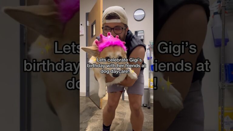 1693270267 maxresdefault Barky Supplies Expert Tips