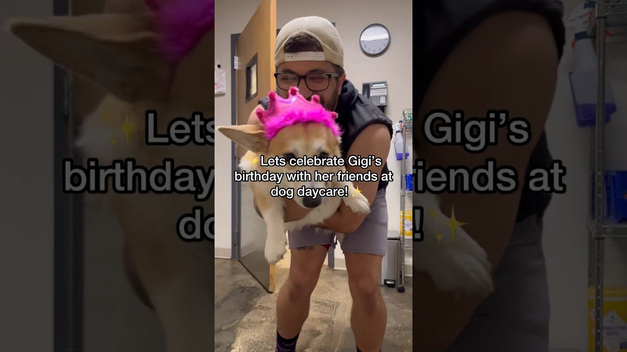 Barky Supplies Expert Tips