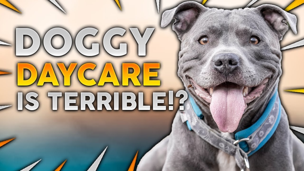 Barky Supplies Expert Tips