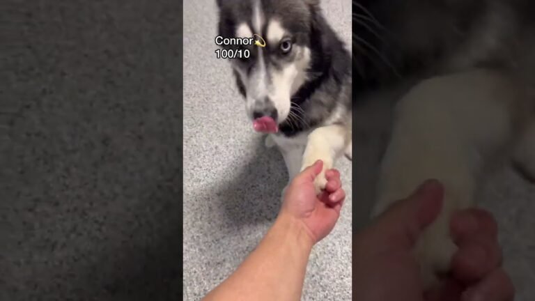 1693342506 maxresdefault Barky Supplies Expert Tips